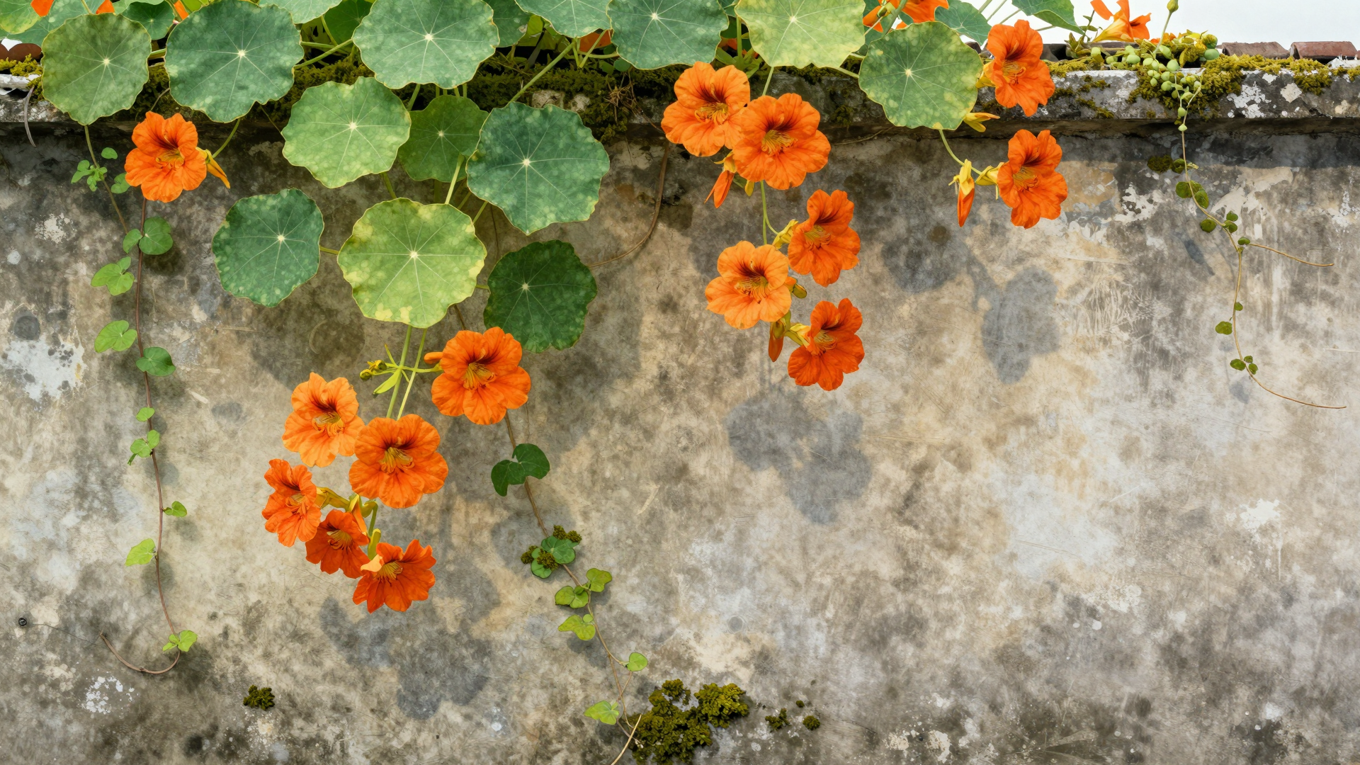 Orange Nasturtium Flowers and Round Leaves on Weathered Stone Wall