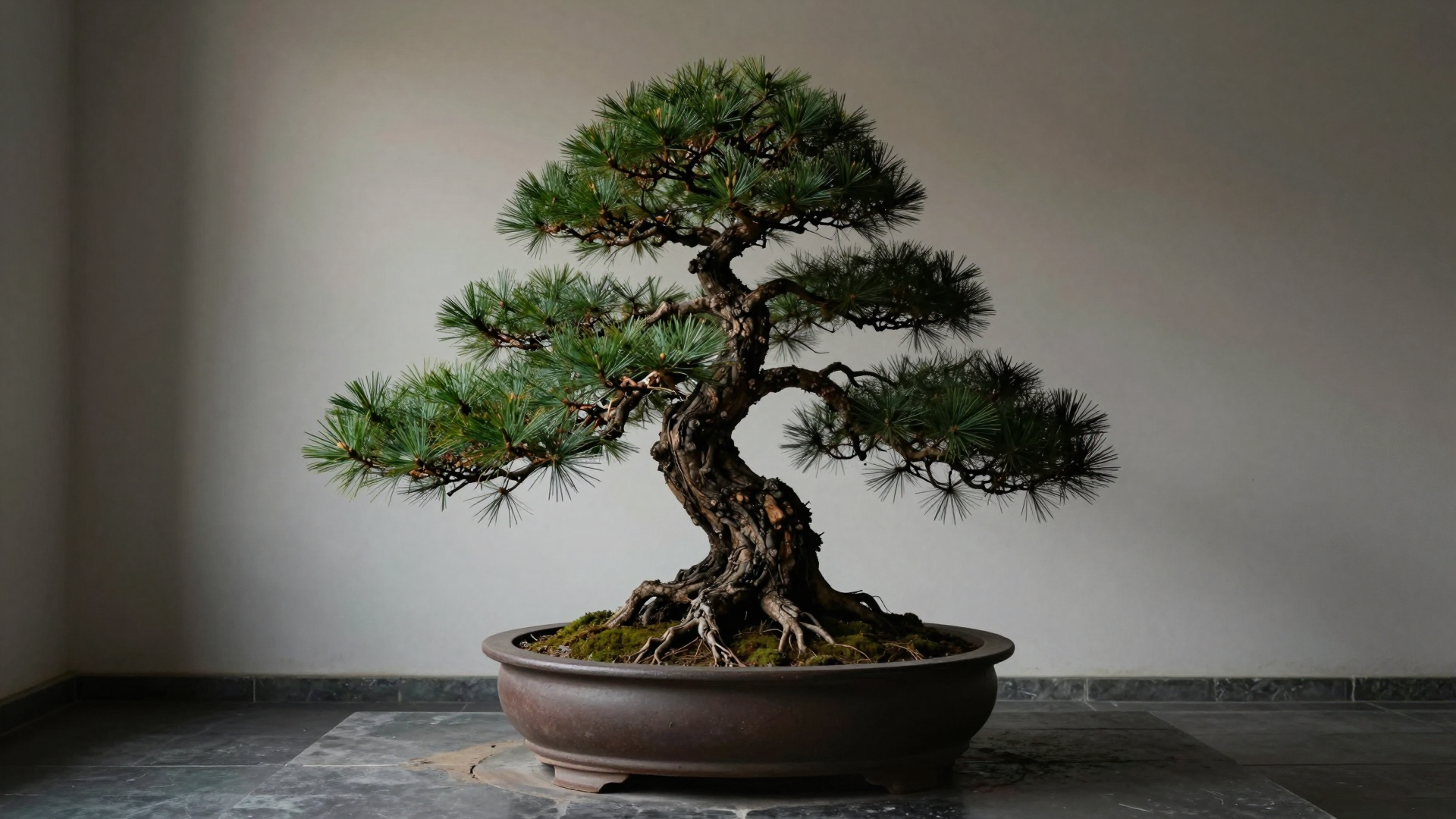 Elegant Japanese Black Pine Bonsai in Ceramic Pot