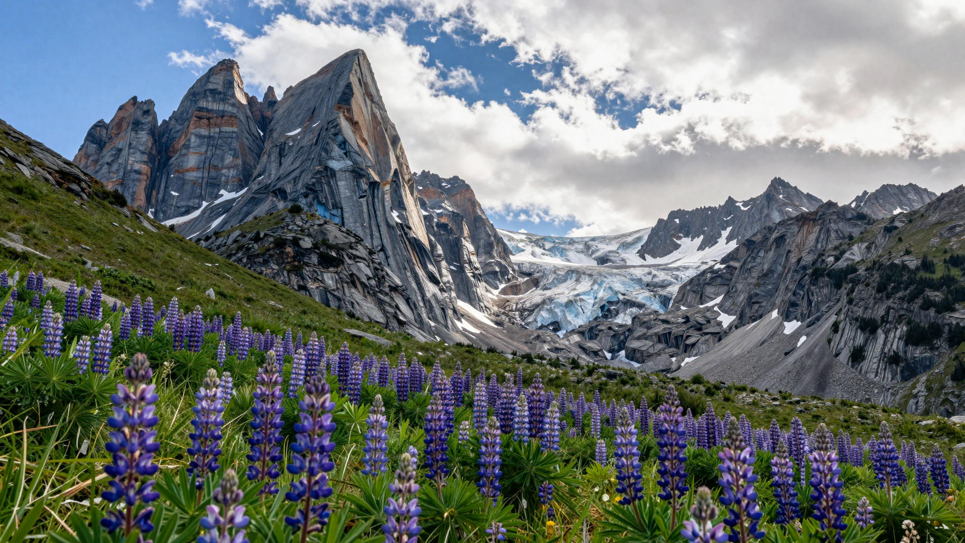 Purple Lupine Meadow Beneath Rugged Mountain Peaks and Glacier