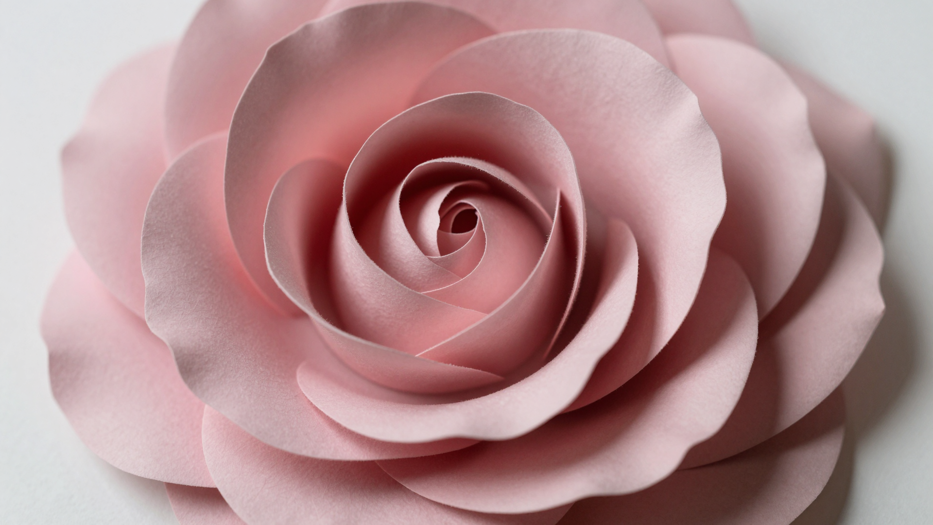 Delicate Pink Rose Blossom with Soft Layered Petals