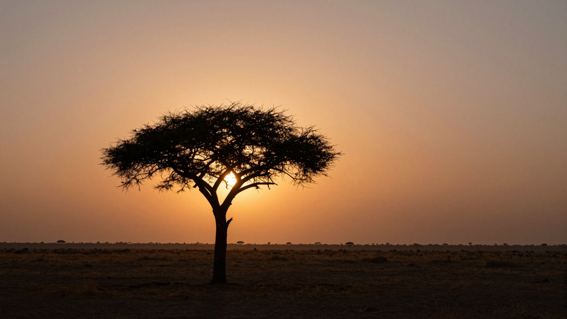 Lone Acacia Tree Silhouette at Sunset Over the Savanna
