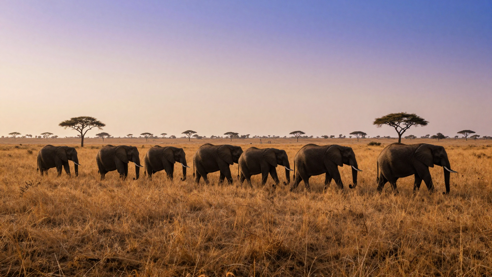 Elephant Herd Walking Through Golden African Savanna at Sunset