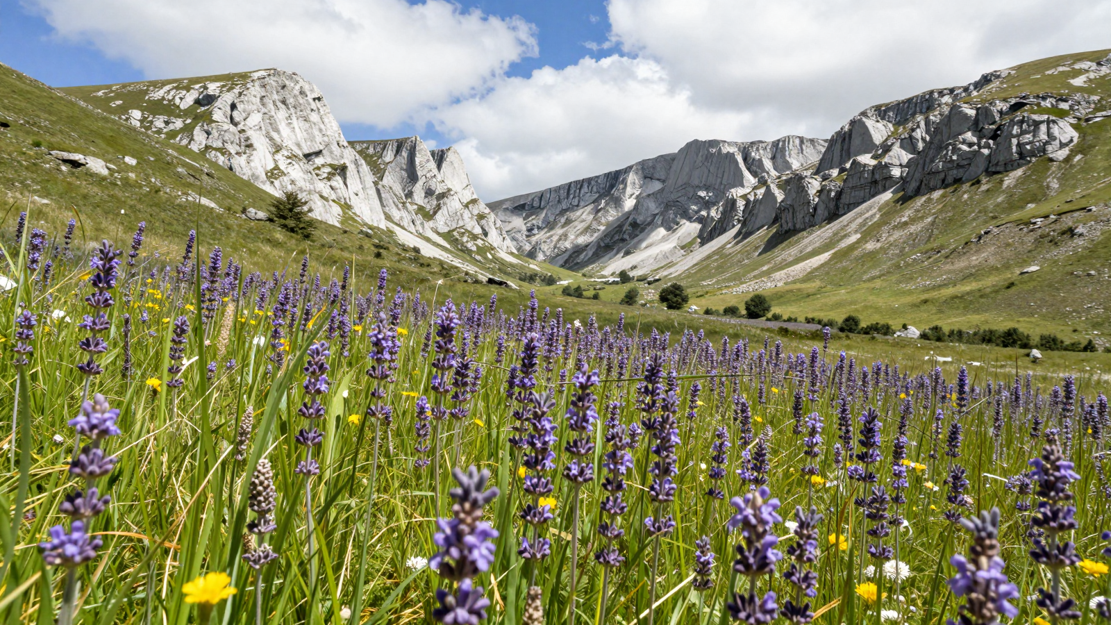 Purple Wildflowers in a Mountain Valley Beneath Cloudy Skies
