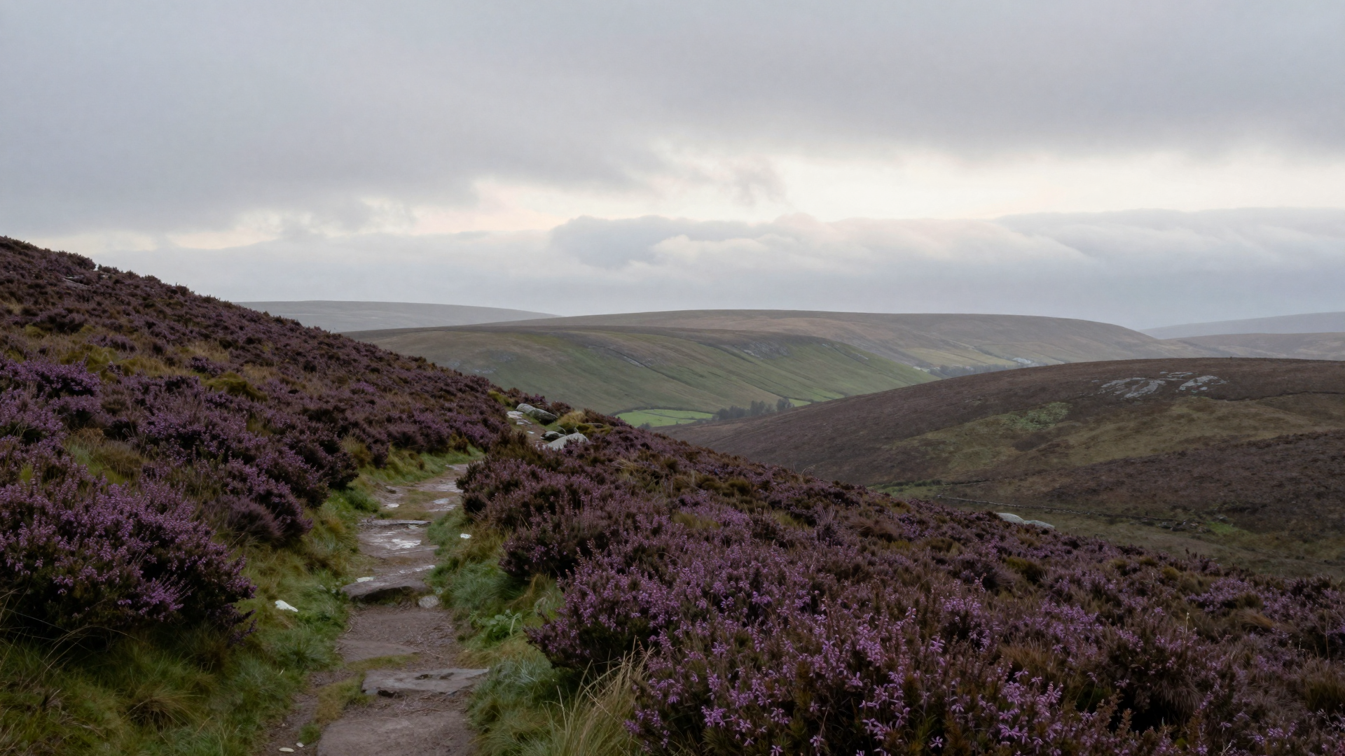 Misty Moorland Trail Through Purple Heather Hills
